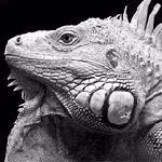 Páldi Balázs avatar